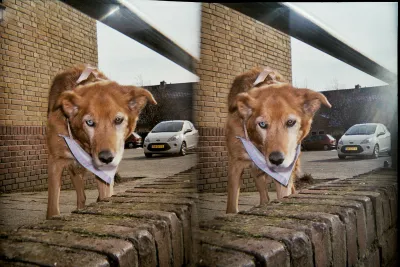 Baloe in front of the church I live in, looking underneath a fence. We’re on the other side of that fence.