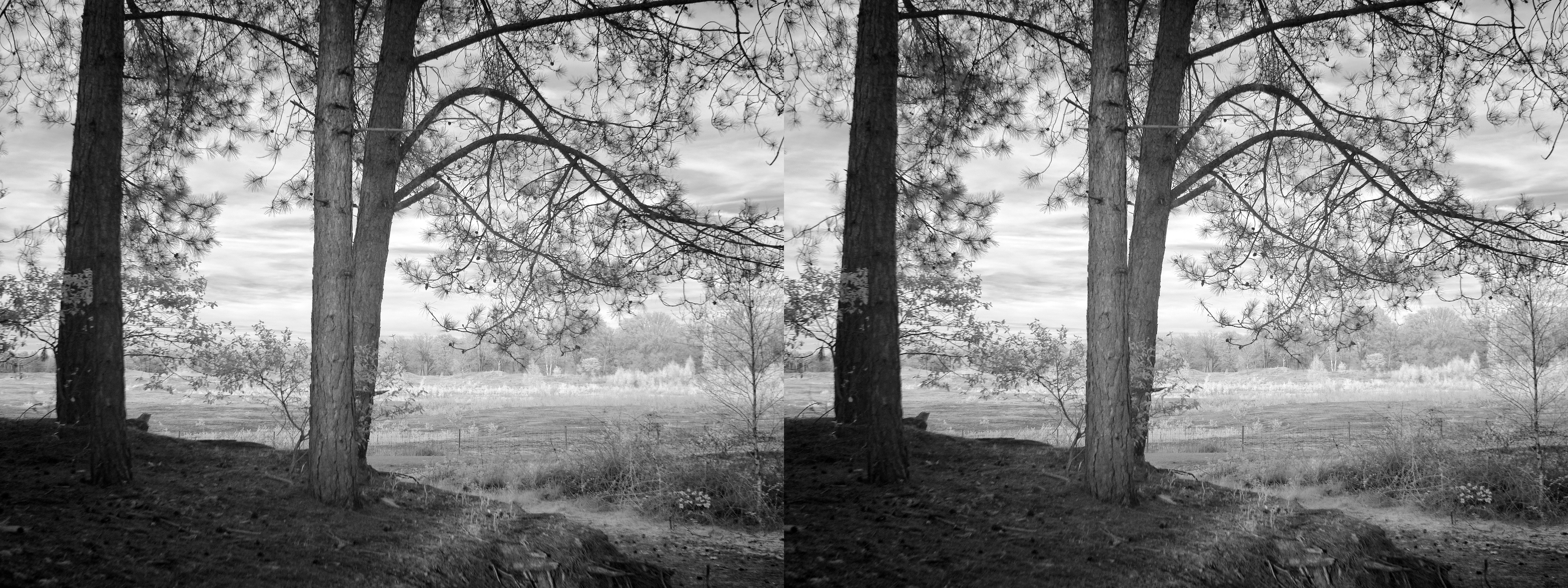 Een doorkijkje van uit het bos naar de lager gelegen zandverstuiving. 4 grote dennen van links tot het midden domineren het beeld.