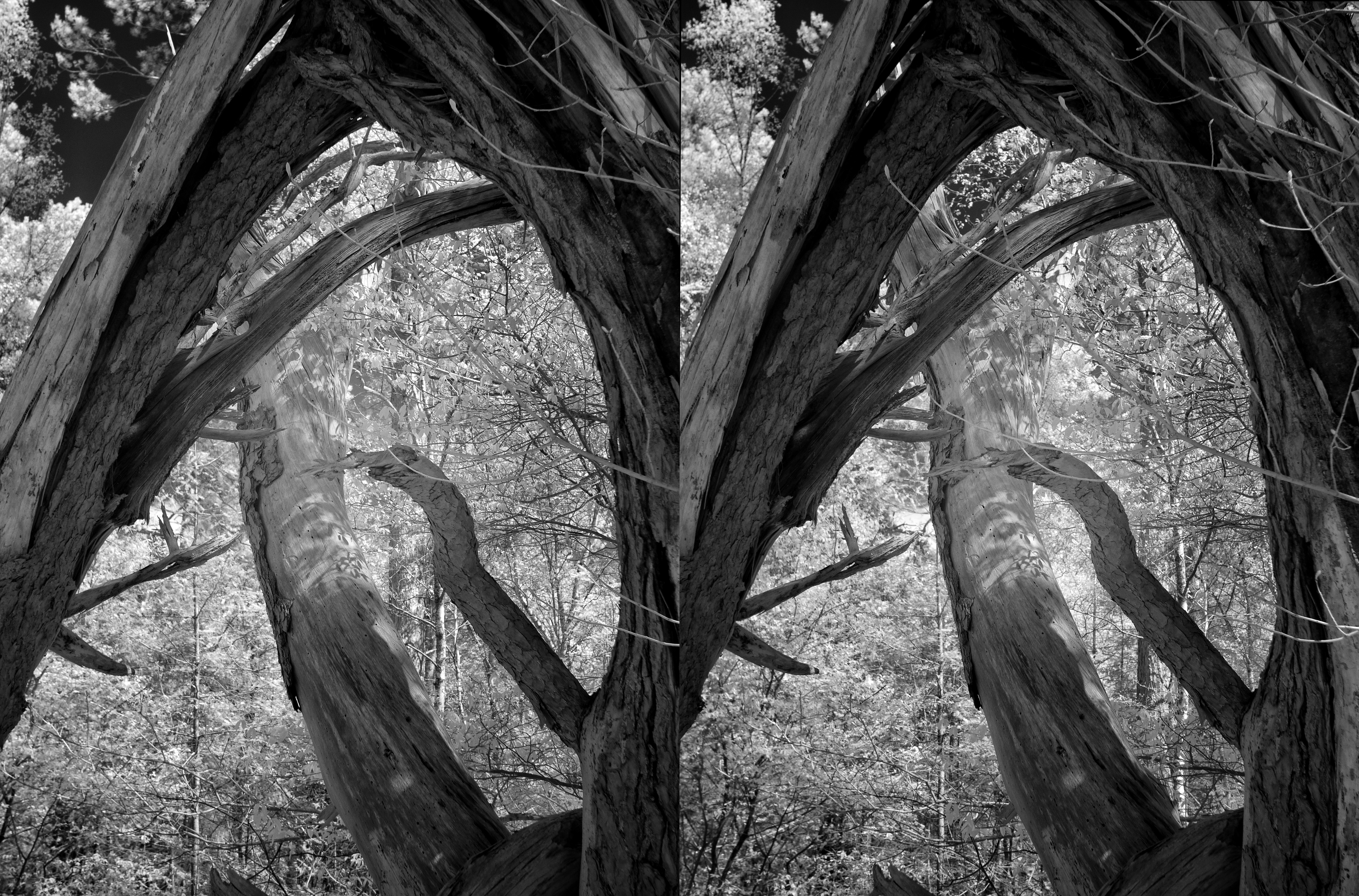 An arch of a broken tree; a storm victim. One massive dead branch with no bark sticks through the arch, and catches some light. Shades of leaves form a pattern on it. This branch backs away from us when observed in stereo.