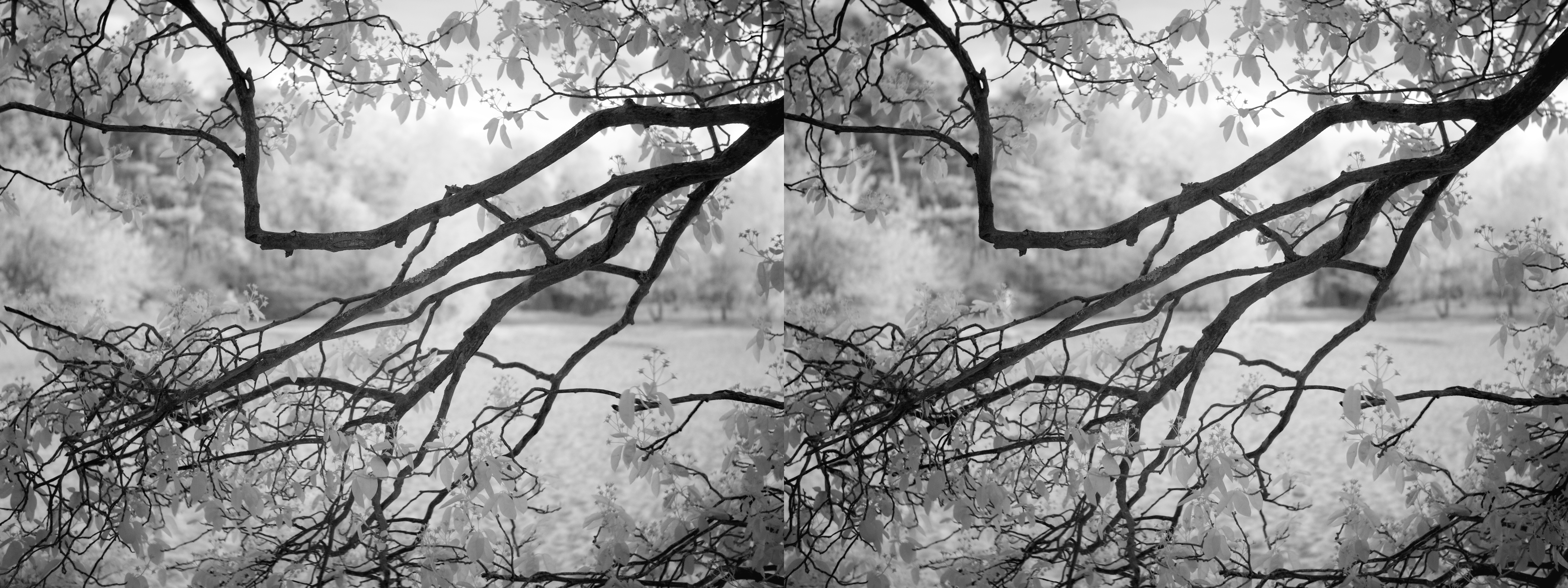 Shot from under a currant tree. Branches with young leaves and flowers come in from the top right, and branch off into various directions. Young leaves and some flowers are rather bright, but not so bright as the sandy background.