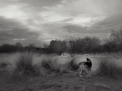 A dog overlooking an open spot in the forest. It's a banded photo, which is typical for me. I call them 