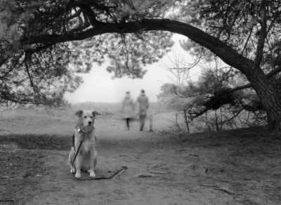 A curved tree bend over a sand path. It forms a arc, a ceiling over the photo.  Underneath it: My dog patiently waiting for me in the foreground. In the background, a couple is walking into the distance, with lots of motion blur. The horizon is out of focus, and has a nice lack of contrast. The whole scene pictorial.