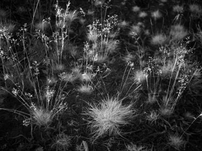 Looking down on plants and grasses on soil. Live plants show up brightly, the soil stayed dark. It effect is otherworldly.
