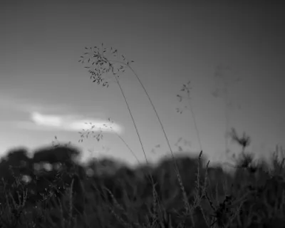 Some flowers of grasses agains a dark sky. Low in the image, there is the out of focus skyline of a forest. Just above it, a white cloud in a dark sky.