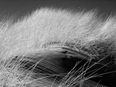The curvature of a dune is illustrated by the bent shadows the straight grass threw over the sand.
